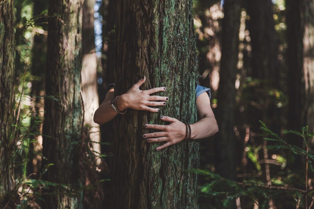 Benefits of forest bathing 