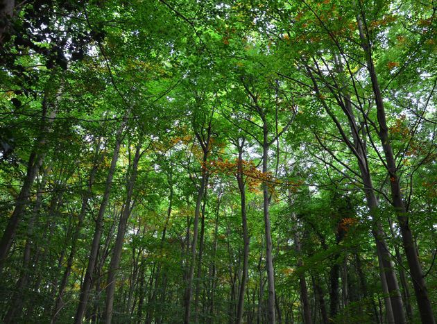 Japanese Forest for Shinrin-Yoku