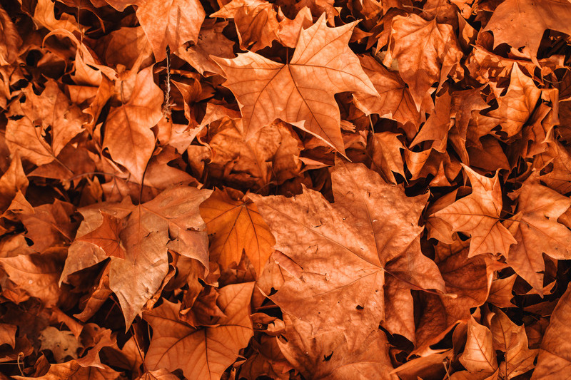 vivid autumn leaves scattered on ground