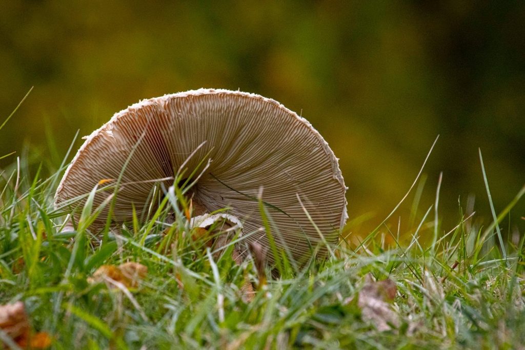 Mushroom on its side on grass 