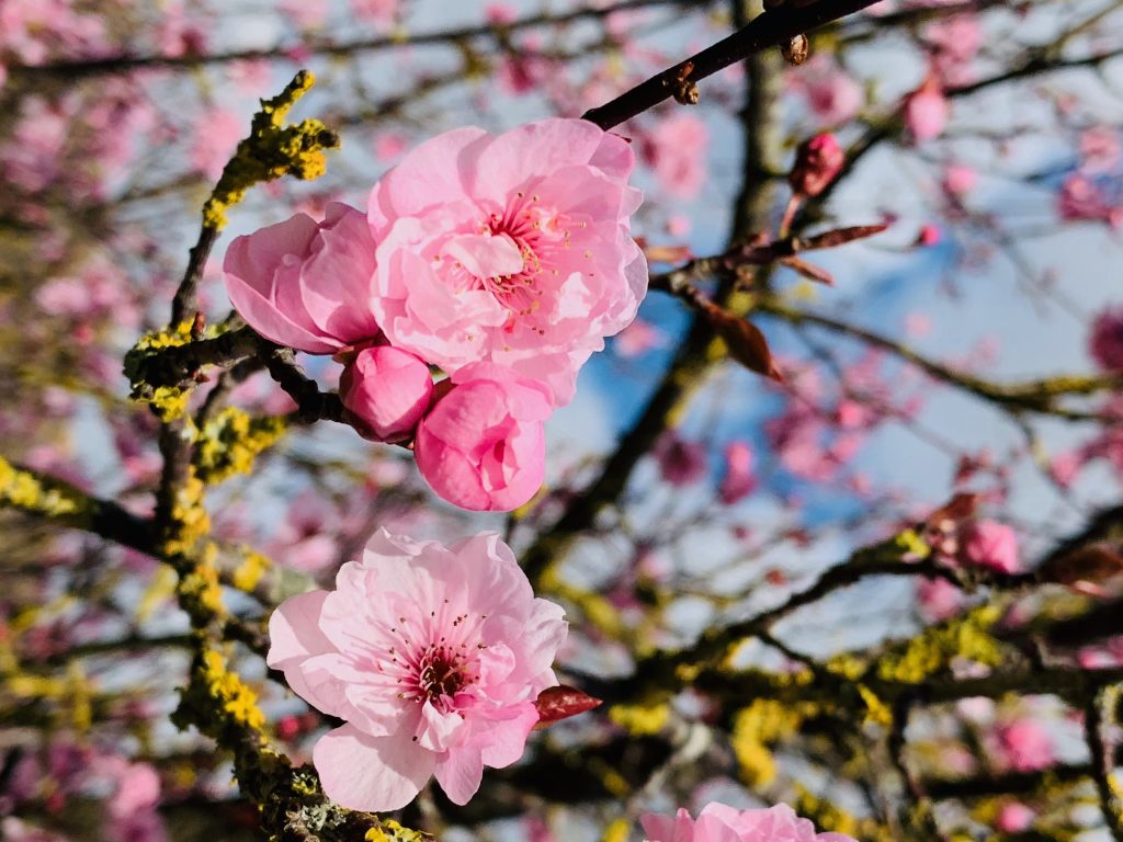 Blossom photo