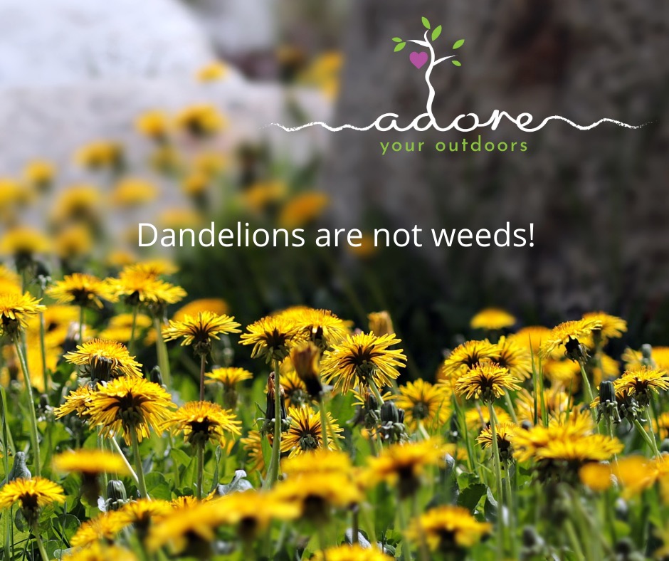 Dandelions are not weeds