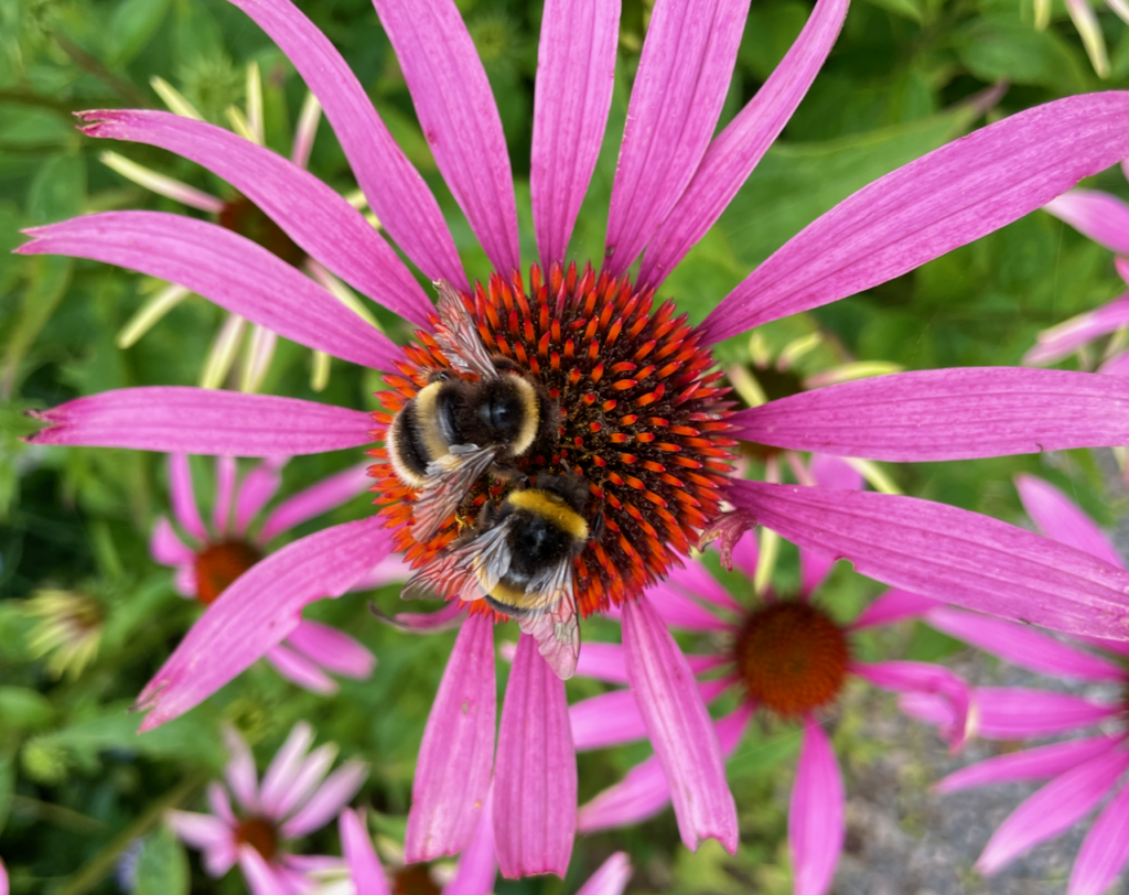 Connecting to nature through sight