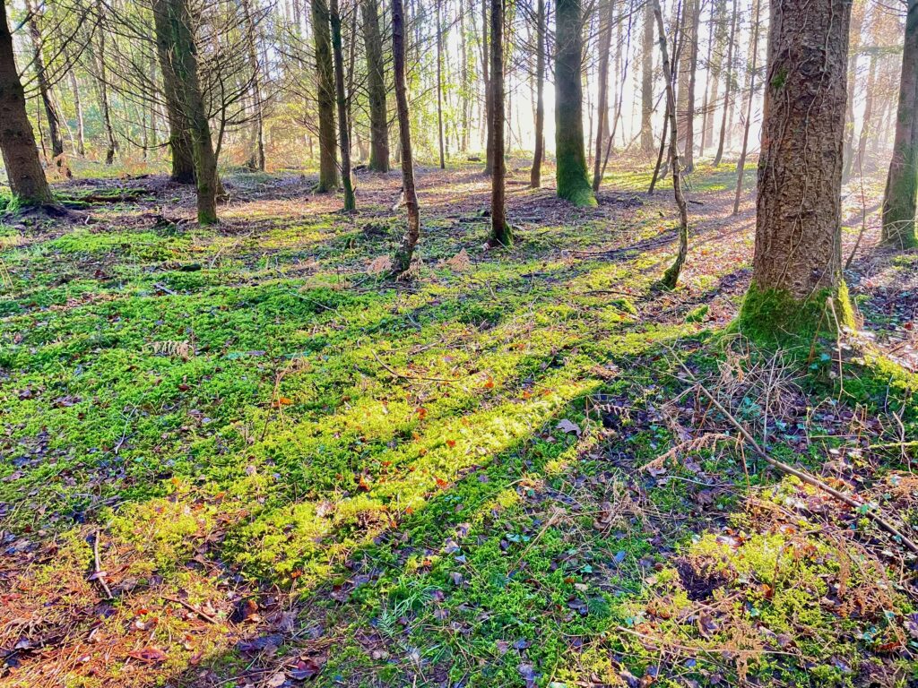 beginner's guide to forest bathing with Adore Your Outdoors