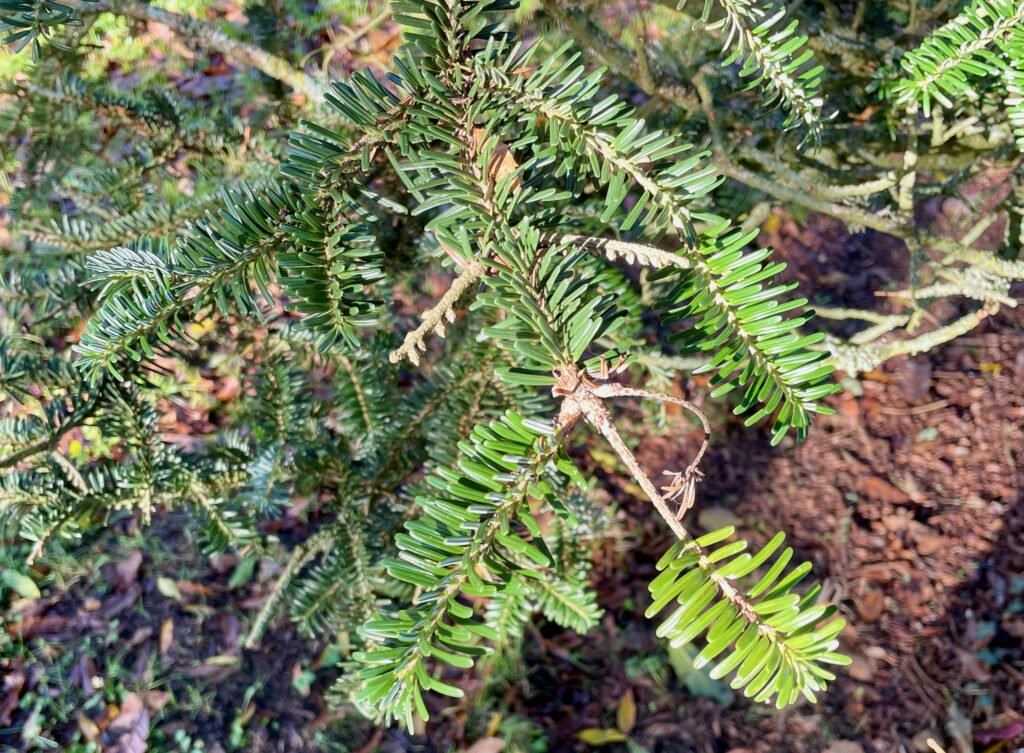 Fir tree spotted while Forest Bathing at Sir Harold Hillier's Gardens in Romsey