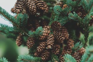The benefits and uses of pine trees