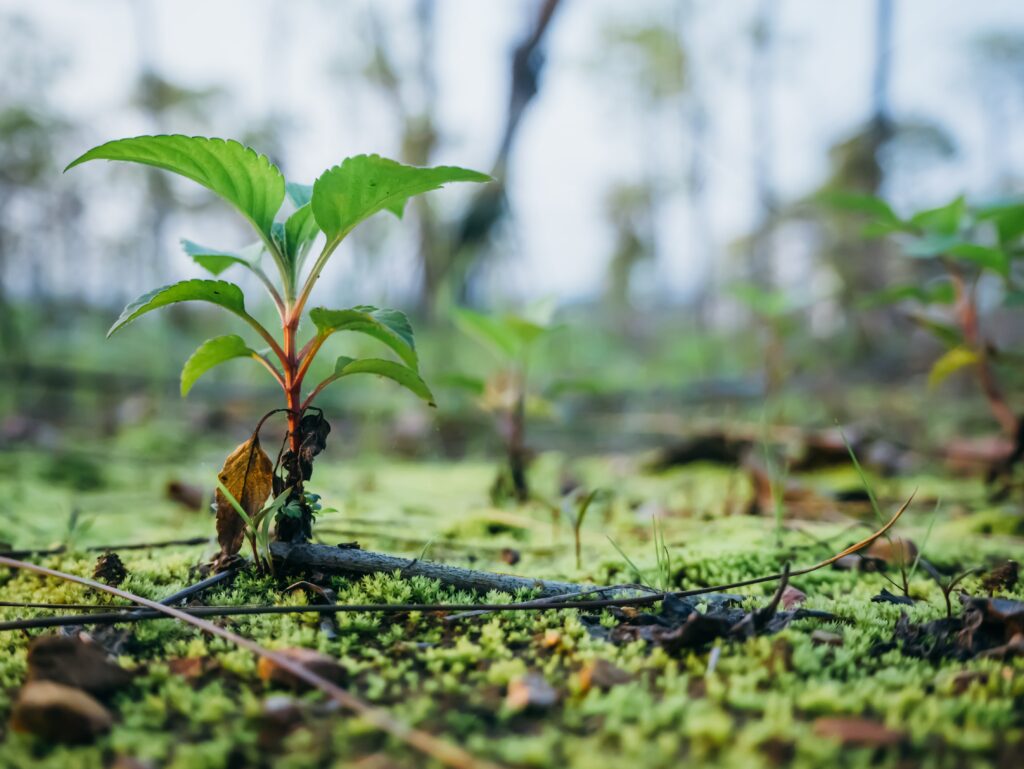 Tree planting to fight climate change and biodiversity loss