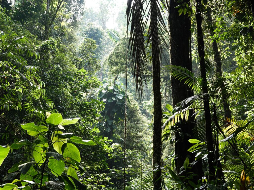 Rainforests must be protected in the climate and biodiversity crisis
