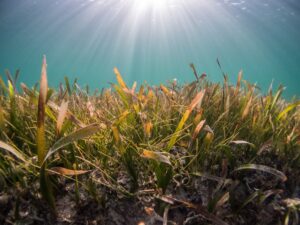 Can seagrass help to fight the climate crisis?