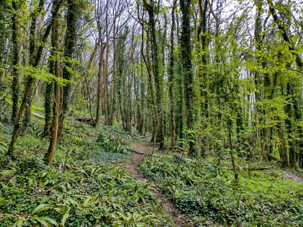A lush green forest with ferns and other greenery over the floor either side of a small brown path through the middle. The trees have slim trunks and are covered in vibrant green leaves. Fallen branches lie on the ground, some across the path