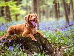 A dog sits on a tree stump panting with its tongue hanging out after a run. All around her are trees, bluebells, fallen leaves, grasses and other plants.