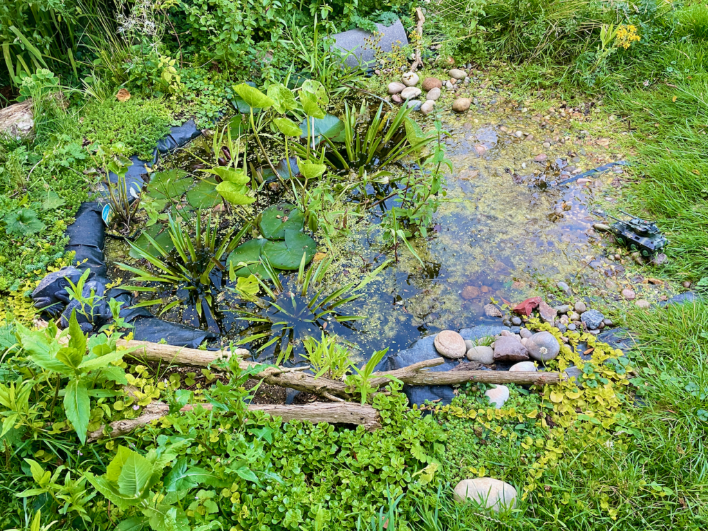 A wildlife pond