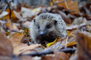 Hedgehog walking through autumn leaves