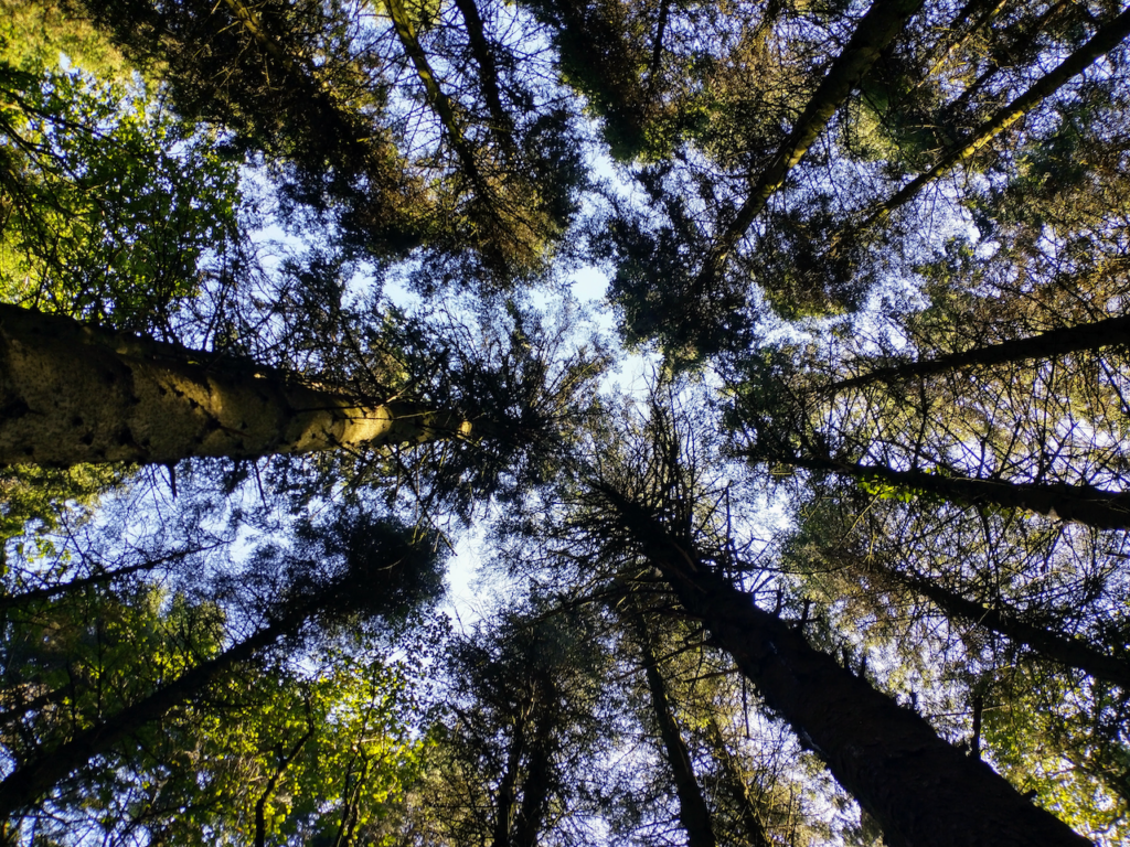 A view directly up to the sky from a forest floor. Many tall trees stretching up to the blue sky which is visible through the canopy