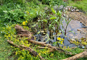 Wildlife pond for sustainable hotel gardens