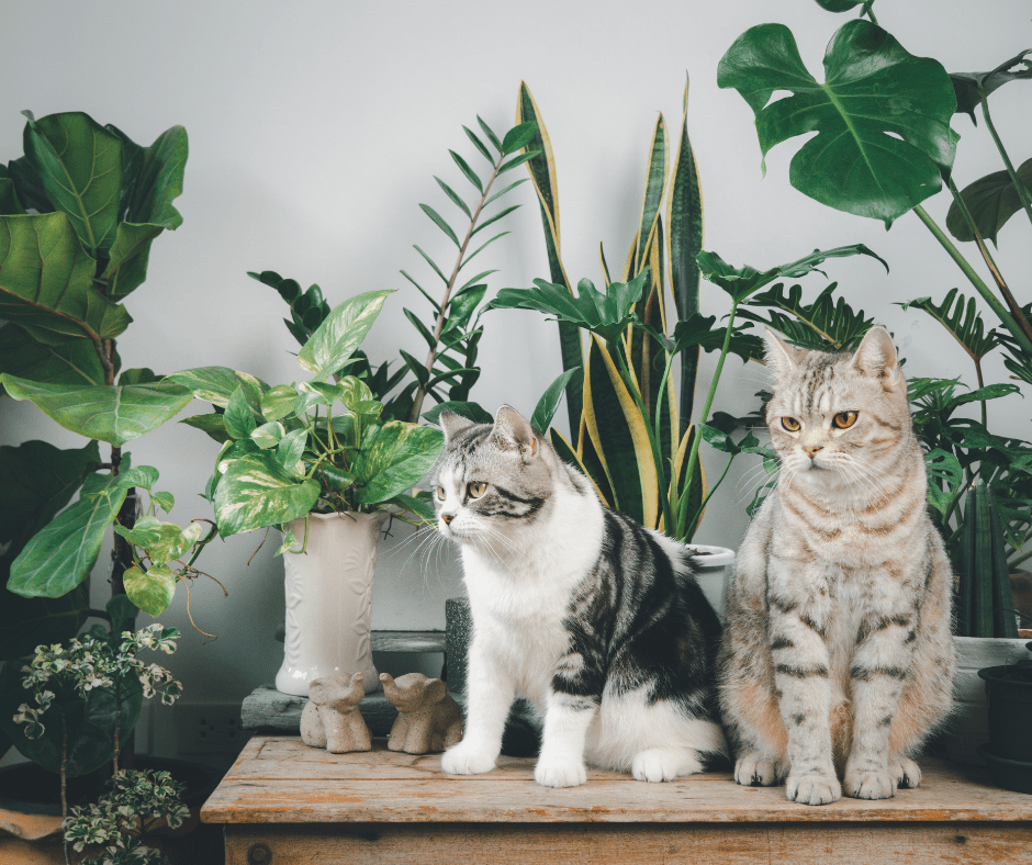 Accessible Nature Connection