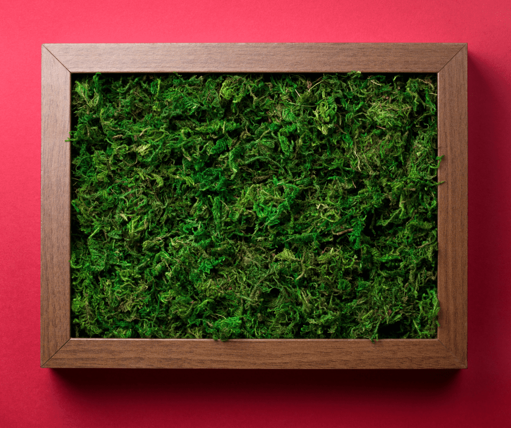 Bringing nature indoors with a moss wall