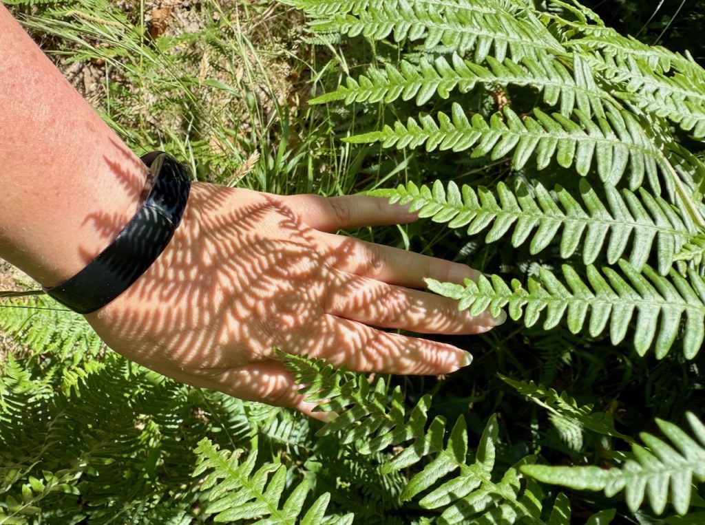 Nature Connection Through Sight